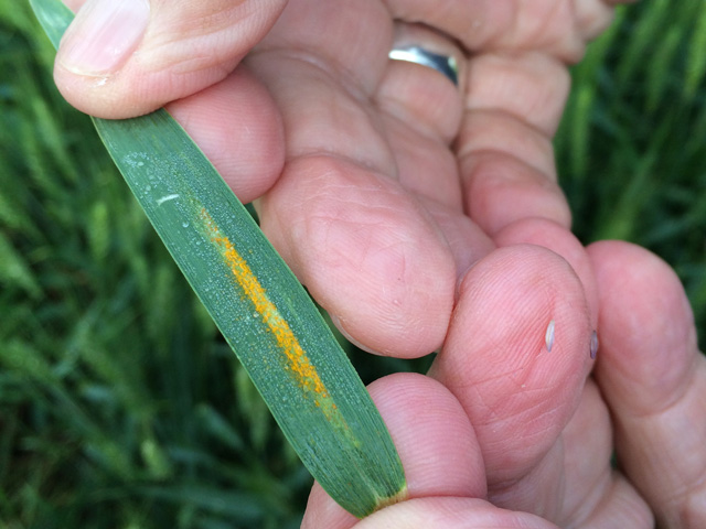 The distinctive yellow-orange pustules of stripe rust are a common sight in wheat fields from Oklahoma up into the Dakotas and as far east as Ohio this year. (Photo by Pamela Smith)